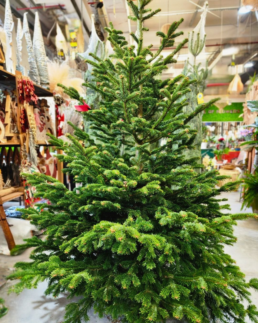 nordmann fir christmas tree